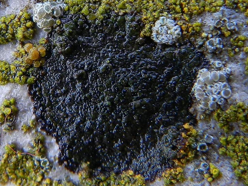 Lichene nero